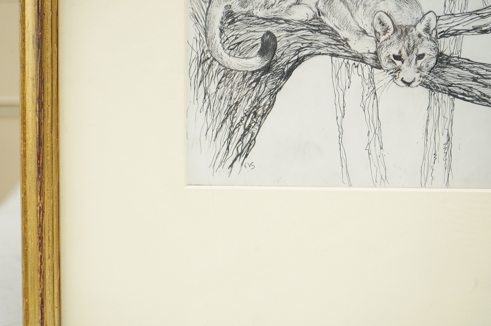 George Vernon Stokes (1873-1954), ‘Cougar’, monogrammed, pen ink, 12.5 x 20cm